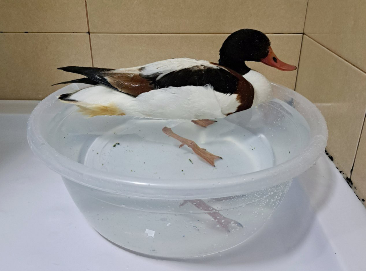 Šarena utva na oporavku