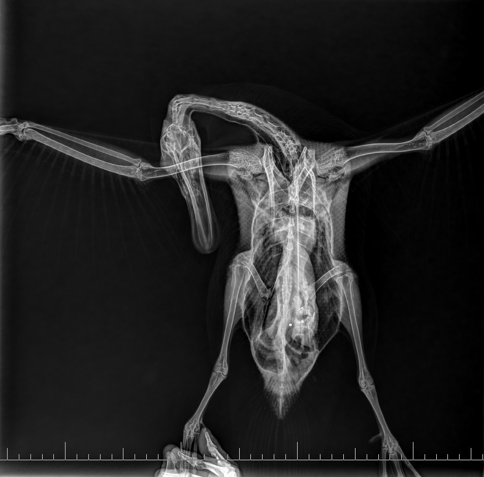 Rengenski snimak povrijeđene šarene utve