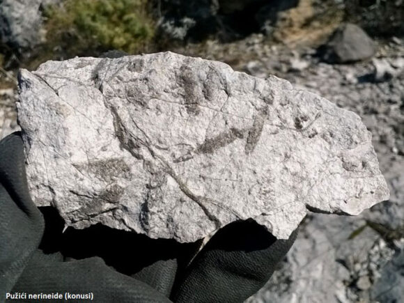 U kamenjaru u okolini Trebinja, sačuvana su, u različitim okamenjenim sedimentima i fosilima, bića koja su ovdje živila prije 105 do 110 miliona godina