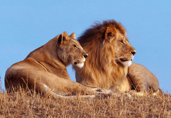 Imena lavova 'vrijeđaju vjerska osjećanja'