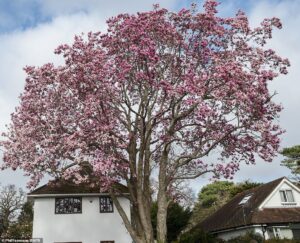Posječeno najviše drvo magnolije u Britaniji