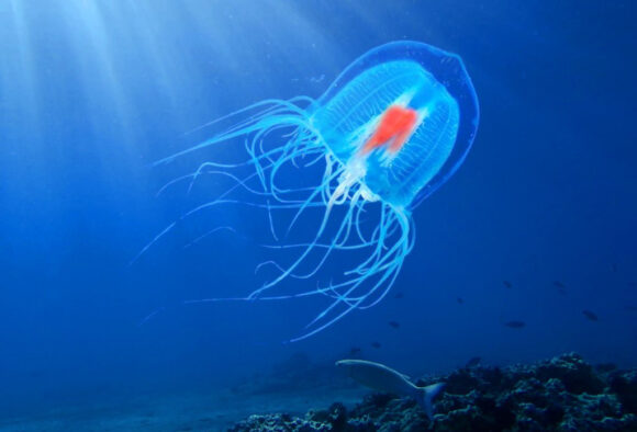 Besmrtna meduza, poznata kao Turritopsis dohrnii, nije samo fascinantna anomalija prirode, već i ključ koji bi mogao otključati tajne dugovječnosti.