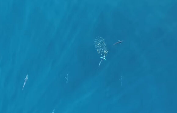 Lov lovile, boju mijenjale