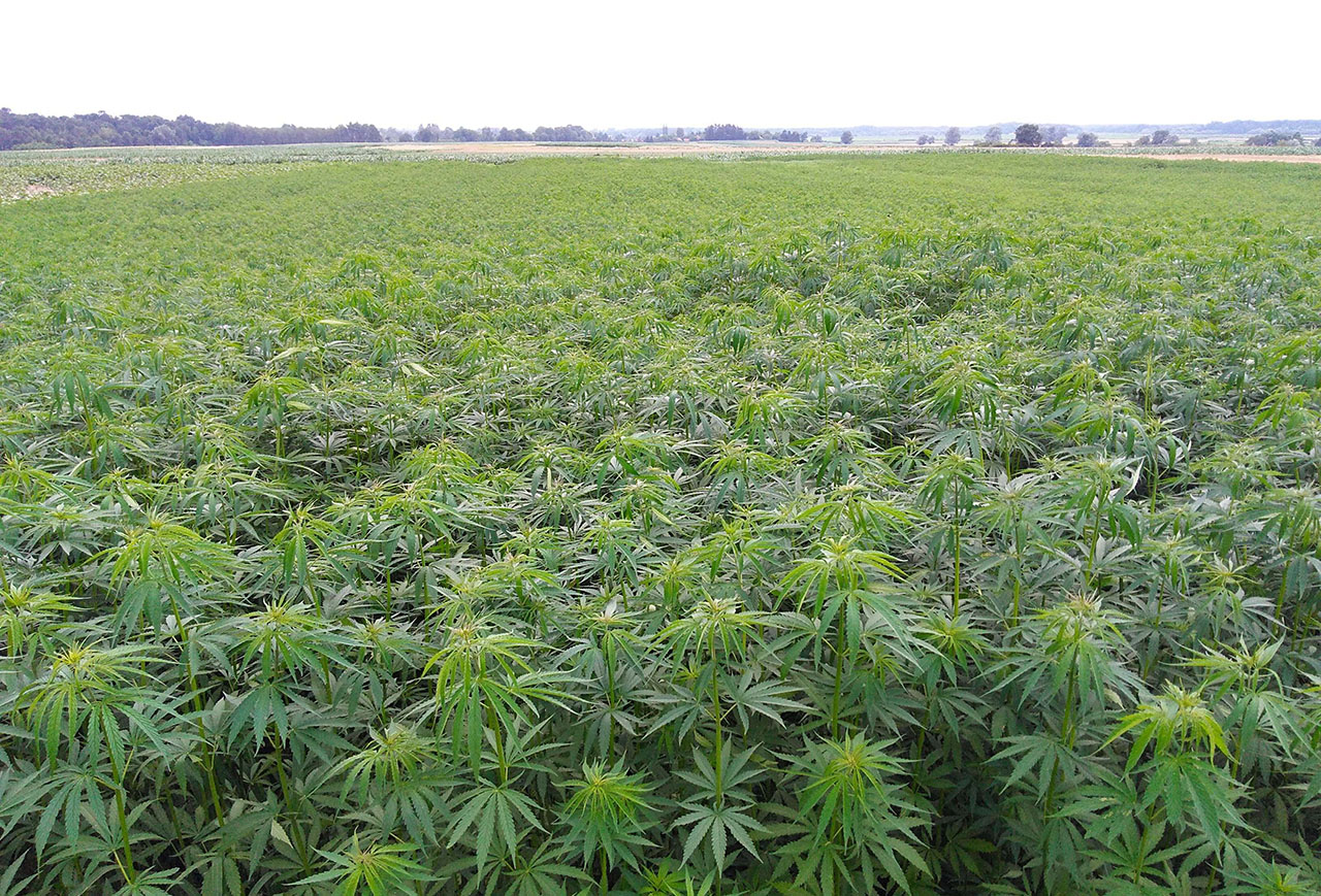 Šta (ne)znamo o konoplji