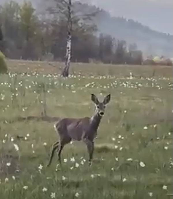 Hrabro-plašljiva srna