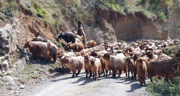 Sada energiju moramo usmjeriti na lokalni nivo – probuditi opštine!