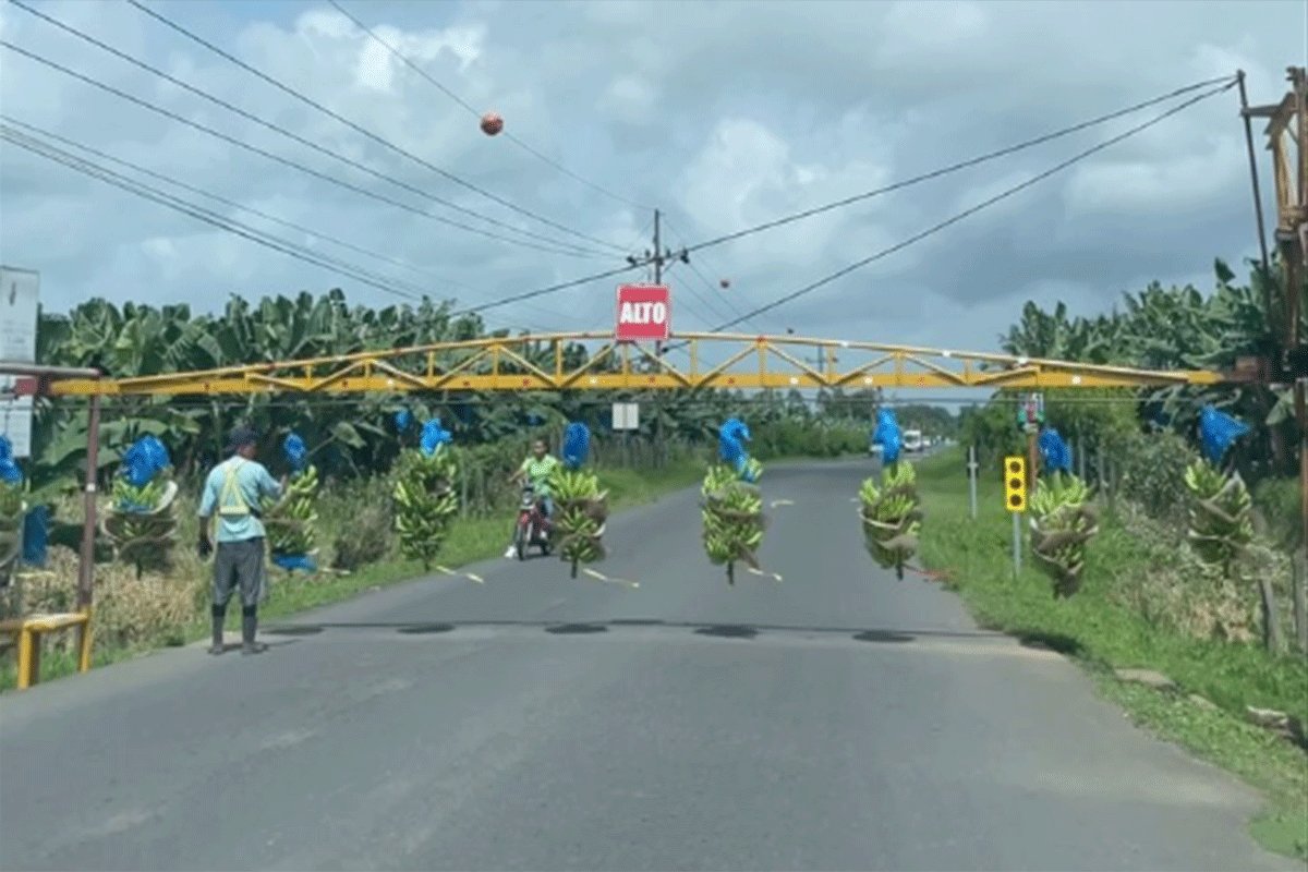 banane prelaze ulicu