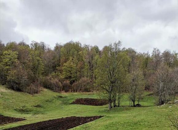 merulja