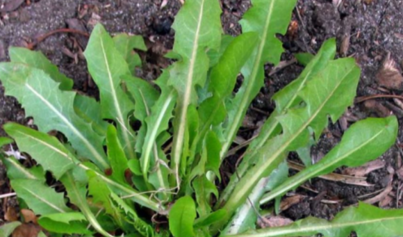 Maslačak udružen s koprivom