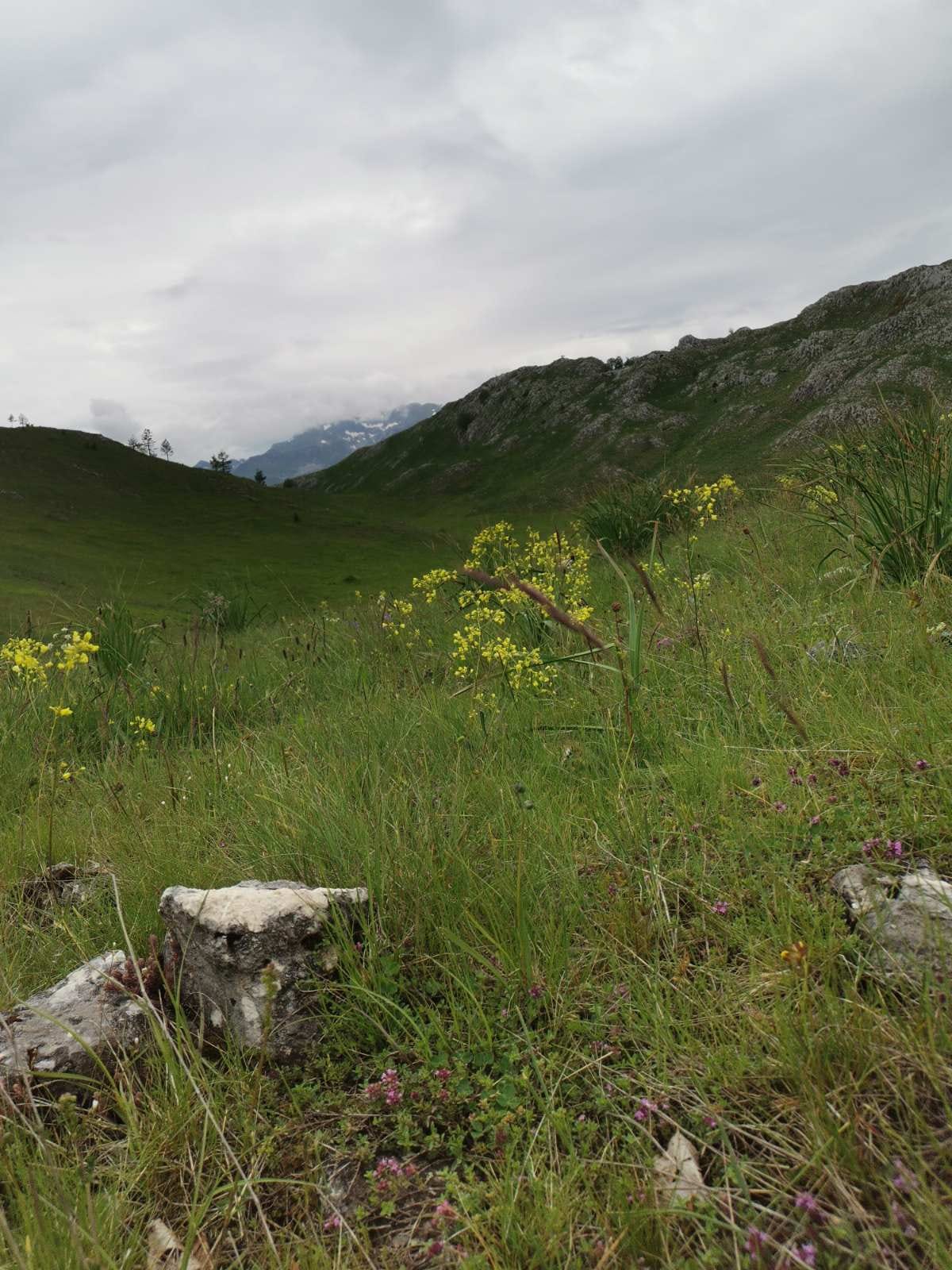 merulja maj merulja maj