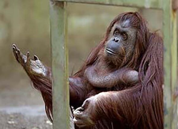 Orangutan napravio melem za sebe