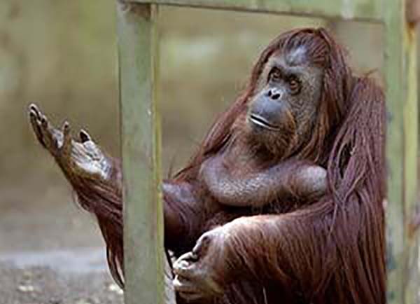 Orangutan napravio melem za sebe