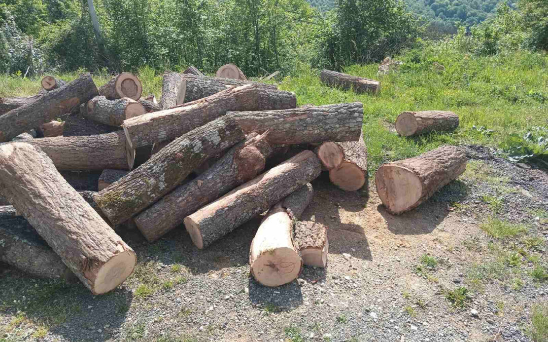 Šumari urgirali kod predsjednika Milatovića da ne potpiše Zakon o šumama