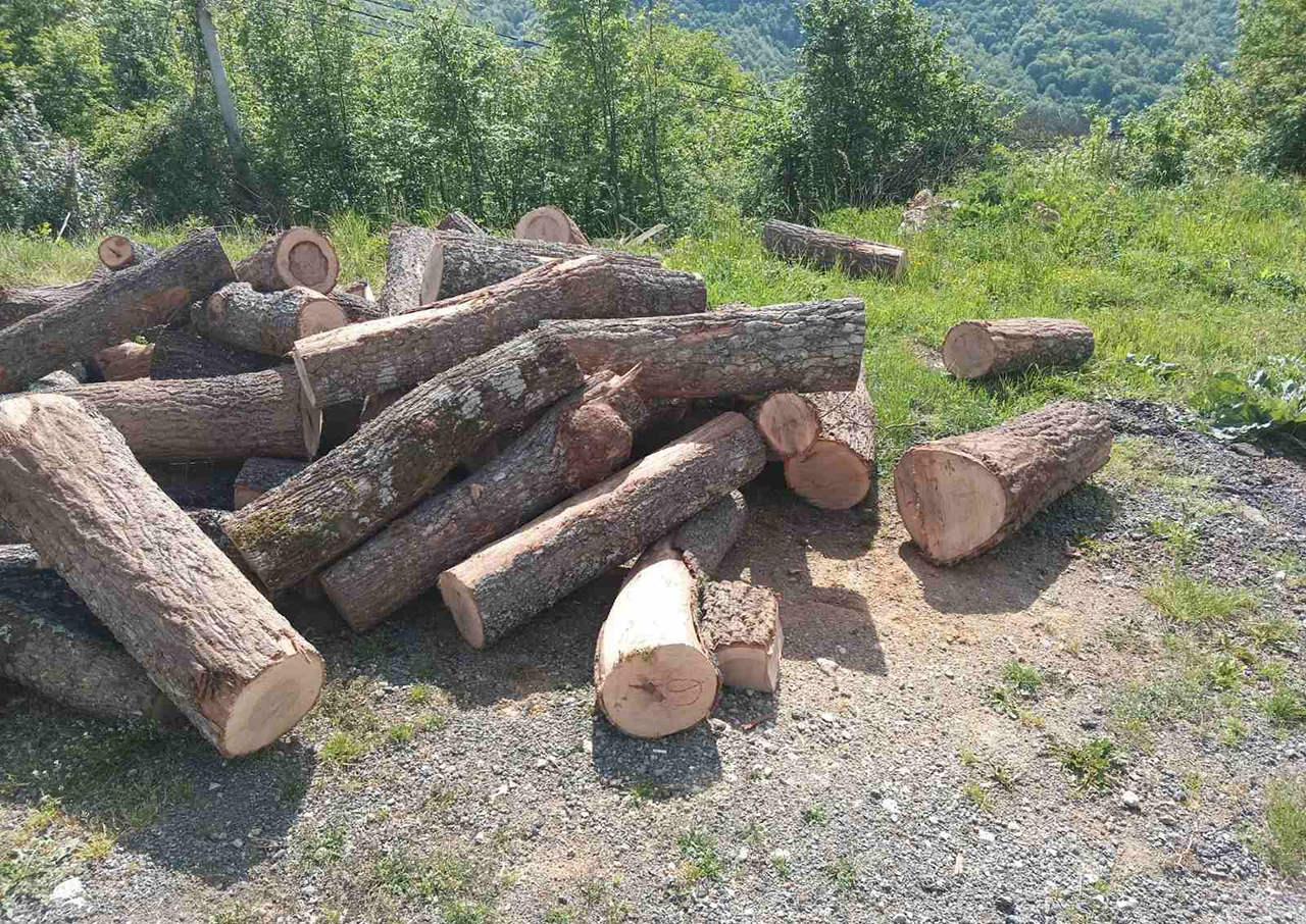 Šumari urgirali kod predsjednika Milatovića da ne potpiše Zakon o šumama