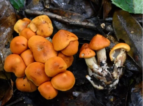 Gljive se sjećaju, uče i donose odluke