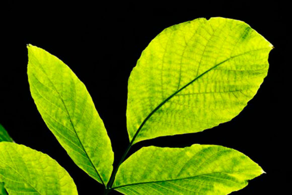 Noćna ulična rasvjeta spašava lišće od insekata