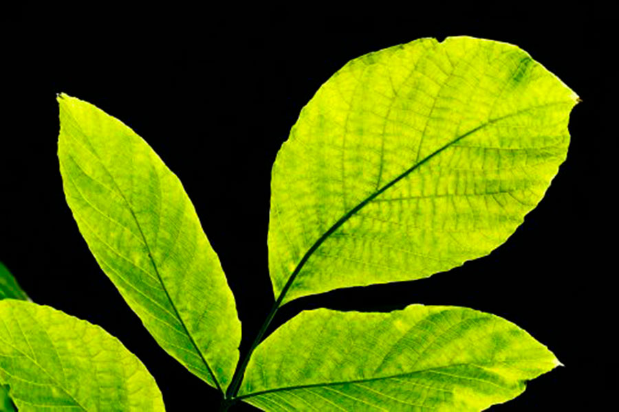 Noćna ulična rasvjeta spašava lišće od insekata