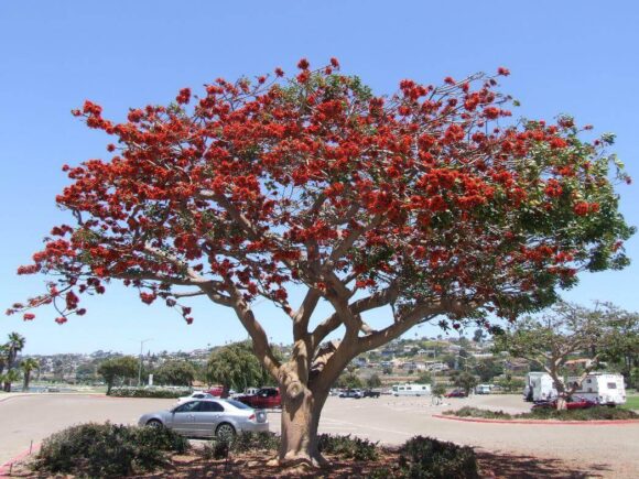 Erythrina caffra