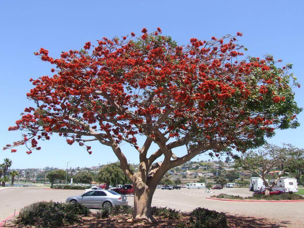 Erythrina caffra