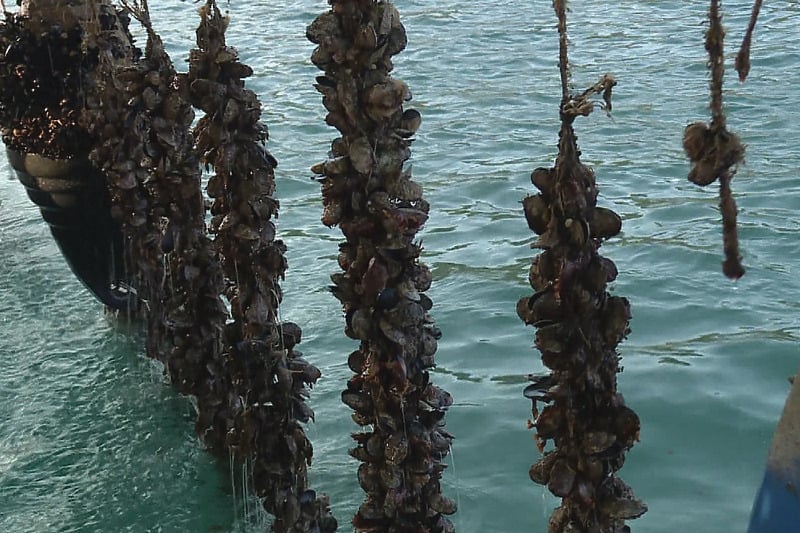 Nanoplastika u dagnjama!