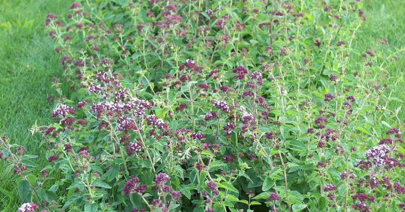 Origano, kako to zdravo zvuči