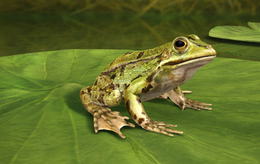 CDE diglo glas povodom ubijanja zakonom zaštićenih zelenih žaba