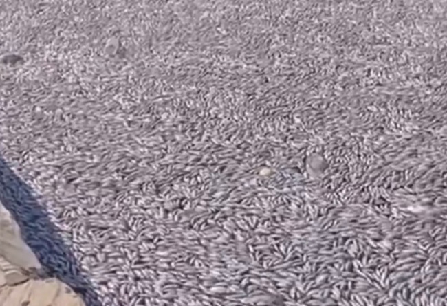 Na hiljade mrtvih riba preplavilo plaže u Grčkoj