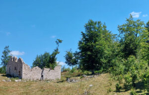 merulja