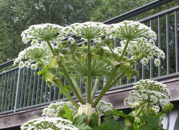 Svinjski korov mijenja ljudski DNK