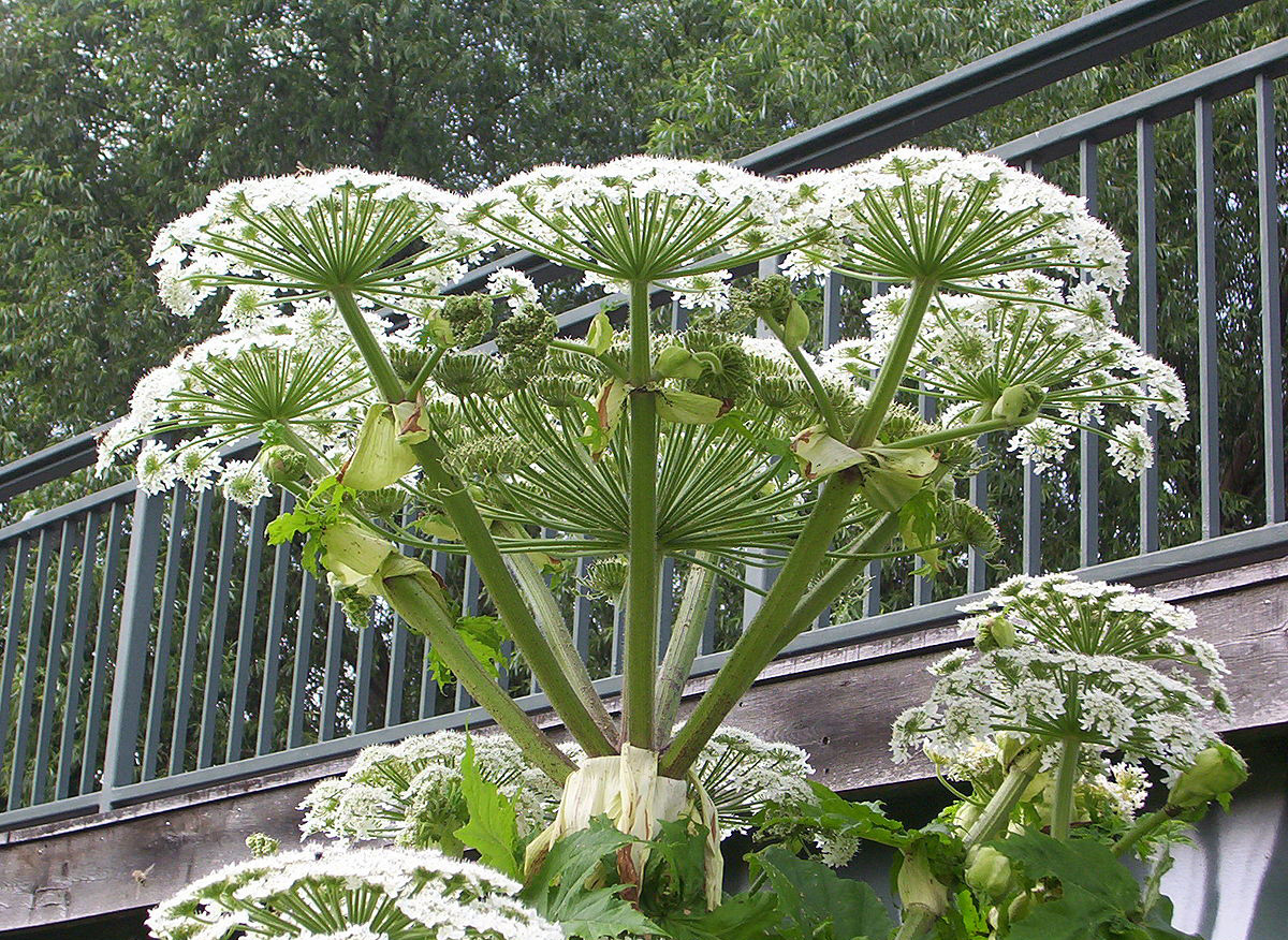 Svinjski korov mijenja ljudski DNK