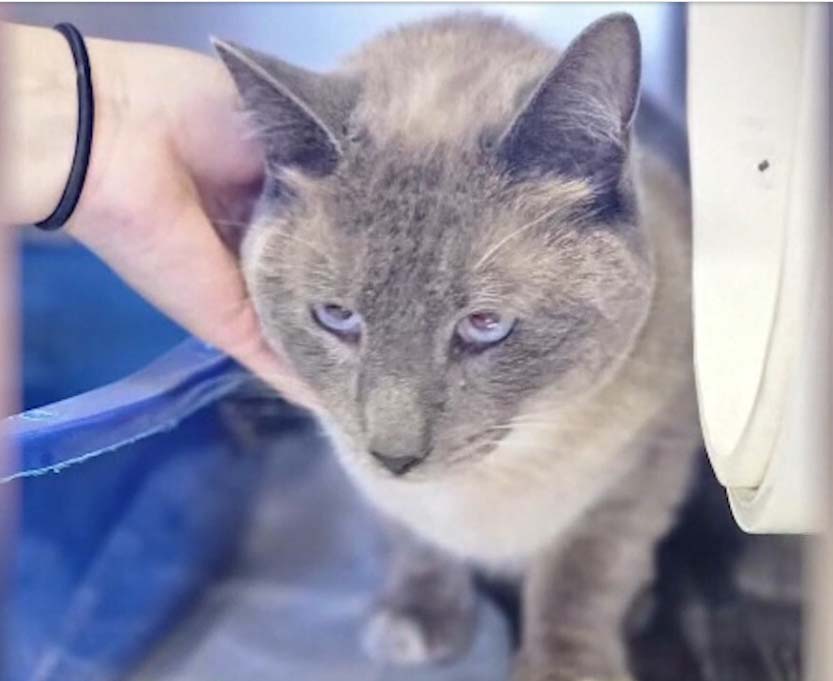 Dugi povratak kući mačke Rejnbo