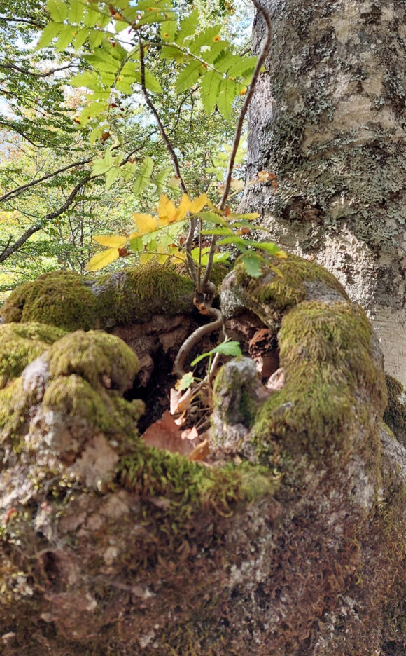 merulja, septembar 2024