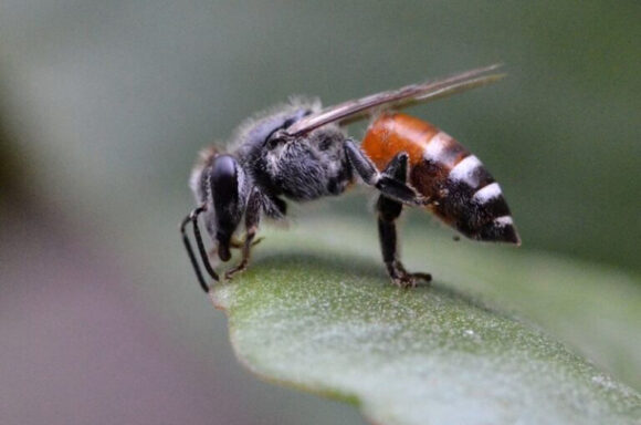 Pažnja, stižu crvene pčela!