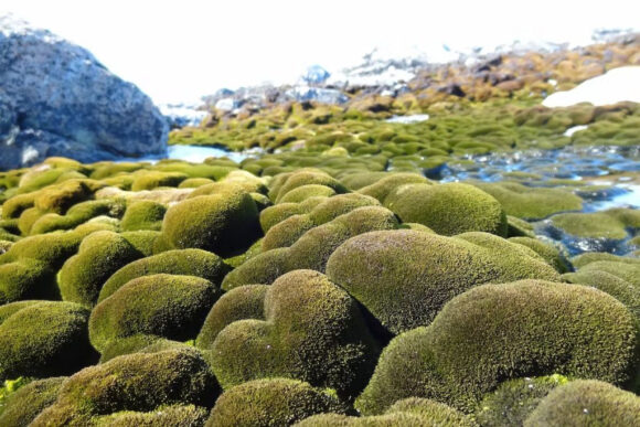 Antarktik sve zeleniji