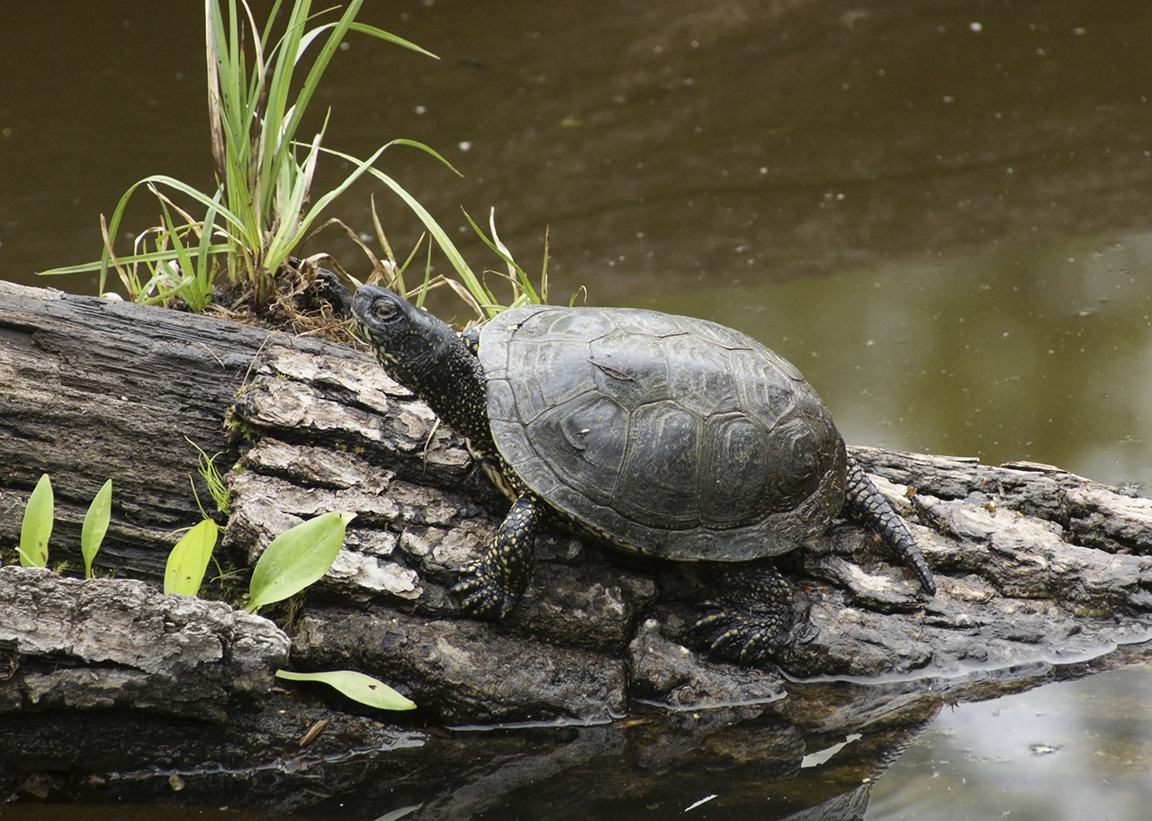 Razvijeno 12 monitoring protokola za praćenje stanja biodiverziteta Ulcinjske solane