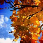 Najviša dnevna temperatura od 9 do 24 stepena