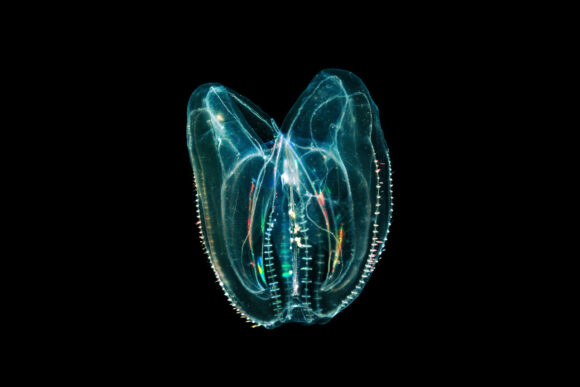 Ozlijeđene meduze se spajaju da bi preživjele (video)