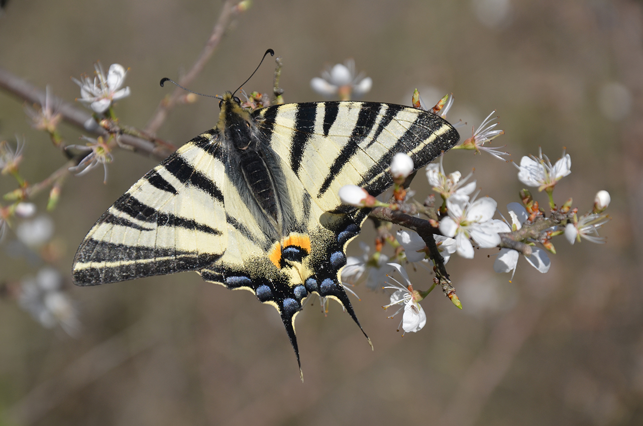prugasto jedarce (iphiclides podalarius) Razvijeno 12 monitoring protokola za praćenje stanja biodiverziteta Ulcinjske solane