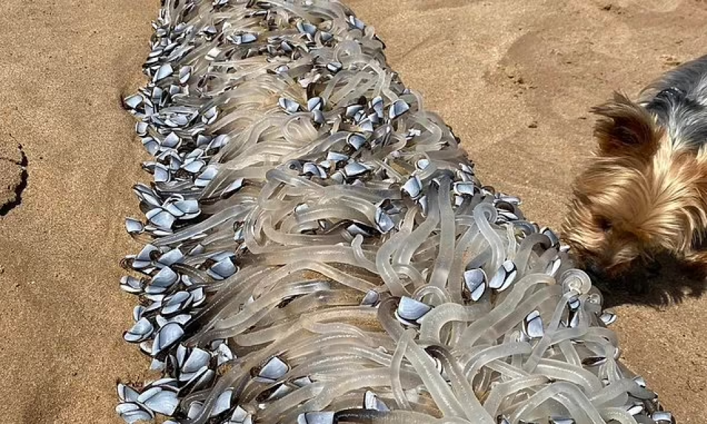 vanzemaljac u australiji