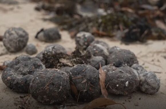 kuglice obala sidnej