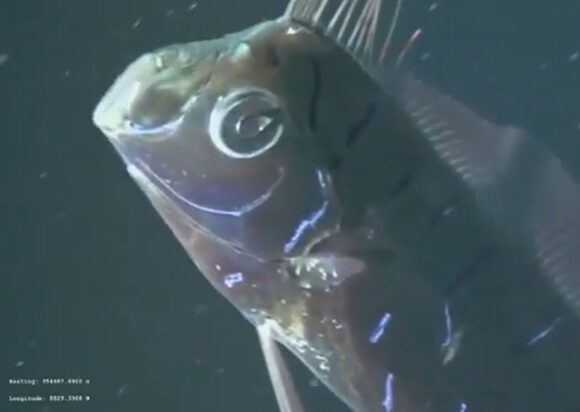 Isplivala 'riba sudnjeg dana'