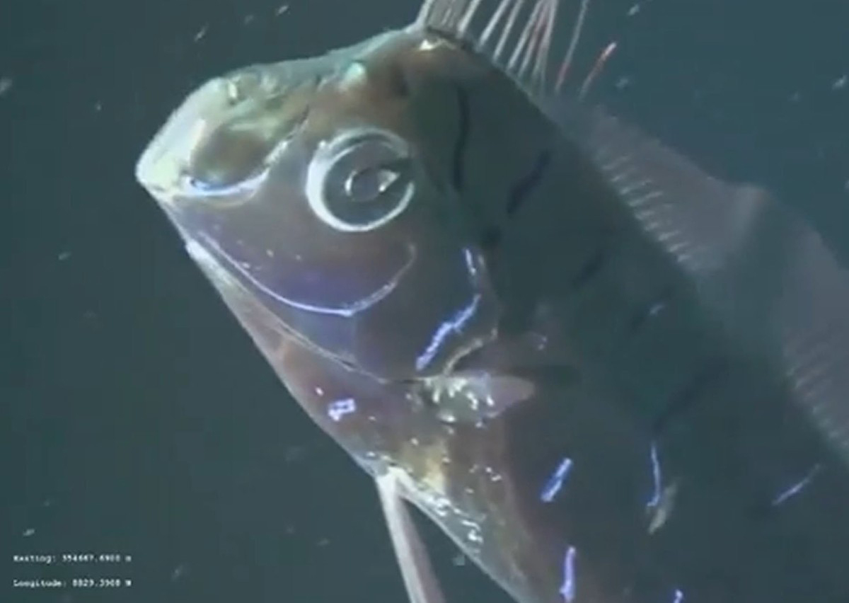 Isplivala 'riba sudnjeg dana'