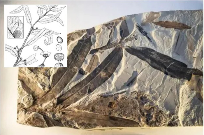 Misteriozna biljka iz Utaha