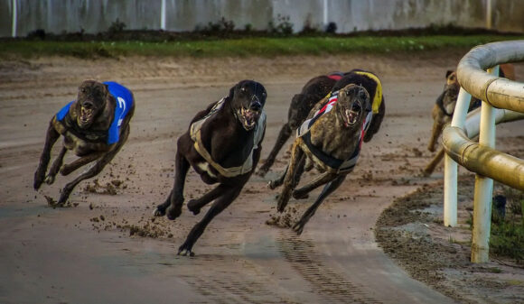 Novi Zelend planira zabranu trka hrtova