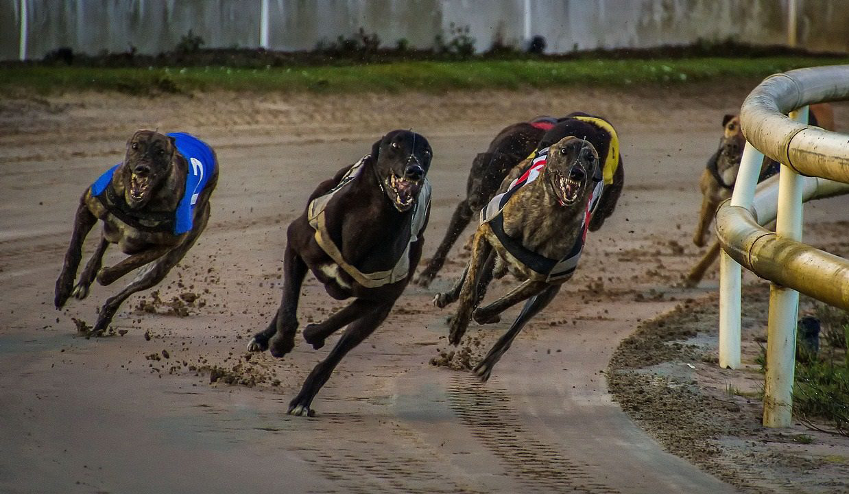 Novi Zelend planira zabranu trka hrtova