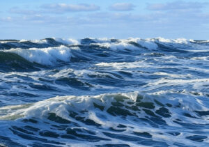 U Jadranu pronađen organizam koji ne pripada nijednoj poznatoj grupi eukariota