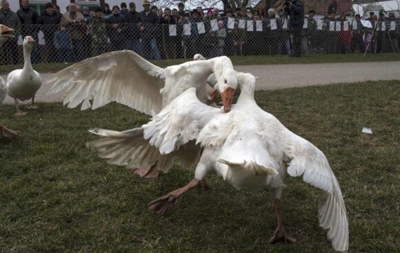 Gusan Mistral prvak 39. Svjetskog prvestva u borbi gusana