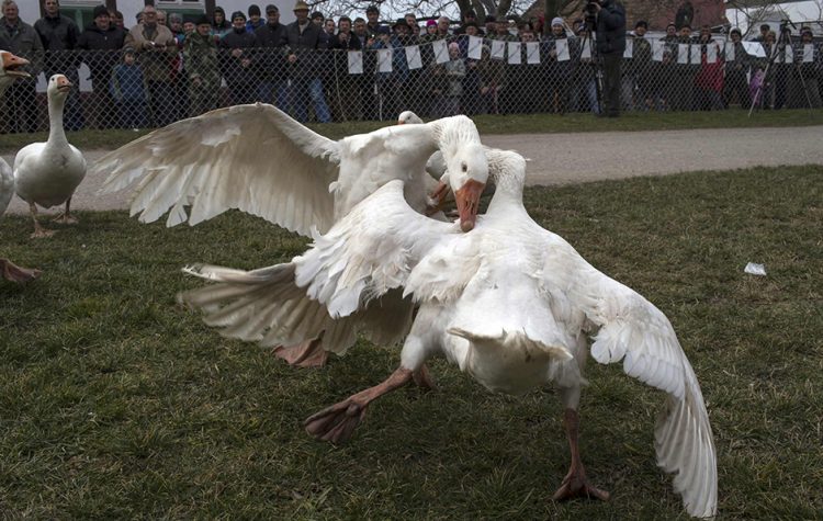 Gusan Mistral prvak 39. Svjetskog prvestva u borbi gusana