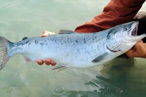 Masna riba poput lososa pruža visokokvalitetne proteine i omega-3 masne kiseline koje doprinose zdravlju srca