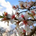 Pretežno sunčano uz umjeren razvoj oblačnosti u kontinentalnim oblastima